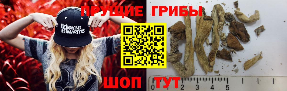 Бердск  Псилоцибиновые грибы GOLDEN TEACHER  Вход с VPN 